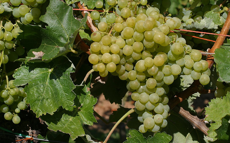 giong-nho-airen-tai-xu-so-bo-tot