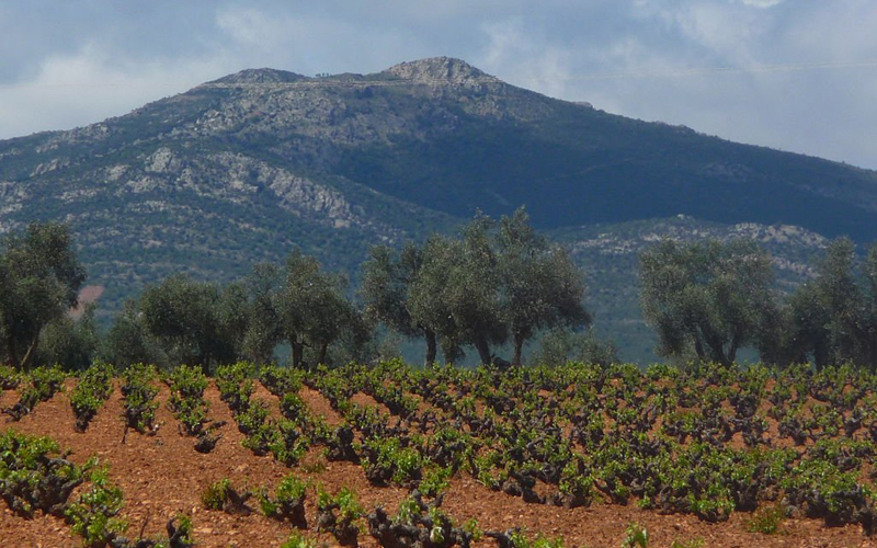 vung-trong-nho-tai-tay-ban-nha